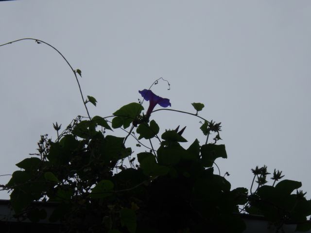 f:id:handpanshoman:20200924191833j:plain f:id:handpanshoman:20200924191833j:plain