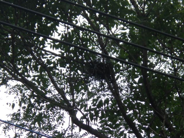 f:id:handpanshoman:20200924192013j:plain f:id:handpanshoman:20200924192013j:plain