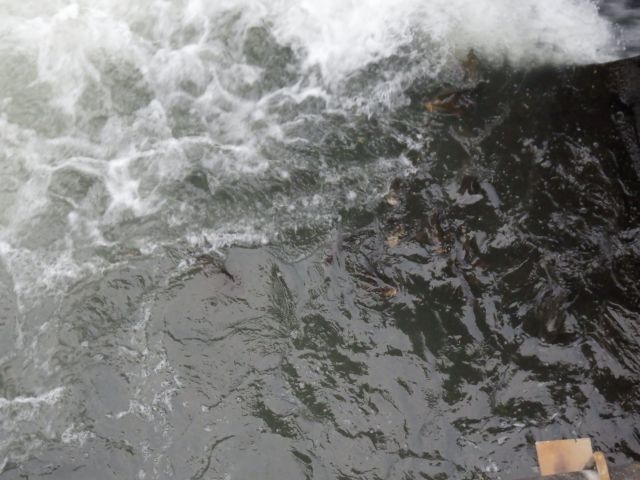 f:id:handpanshoman:20200924192054j:plain f:id:handpanshoman:20200924192054j:plain