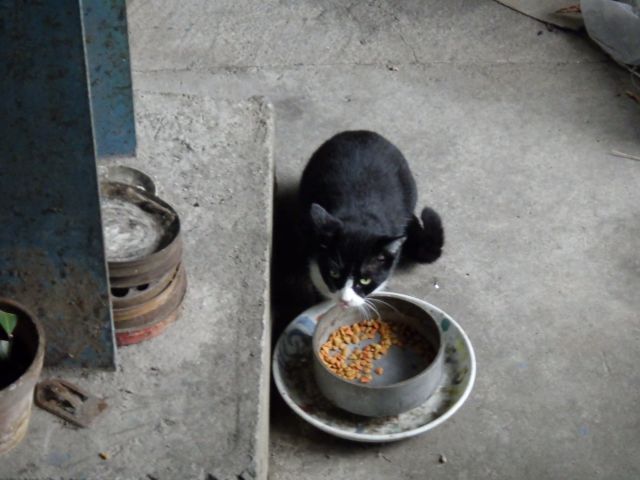f:id:handpanshoman:20200926183833j:plain
