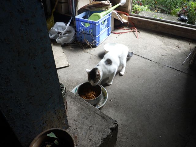 f:id:handpanshoman:20200927180205j:plain