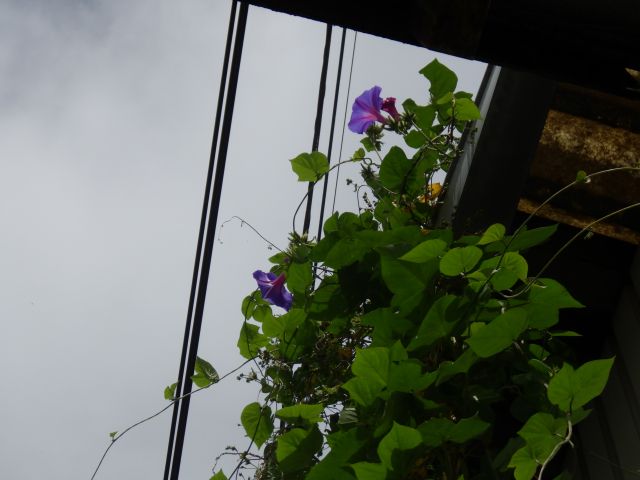 f:id:handpanshoman:20200927180333j:plain