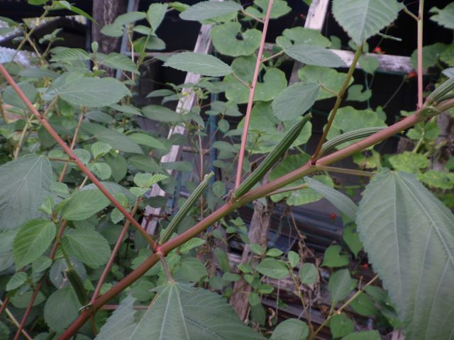 f:id:handpanshoman:20200927180517j:plain