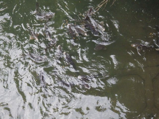 f:id:handpanshoman:20200927180641j:plain