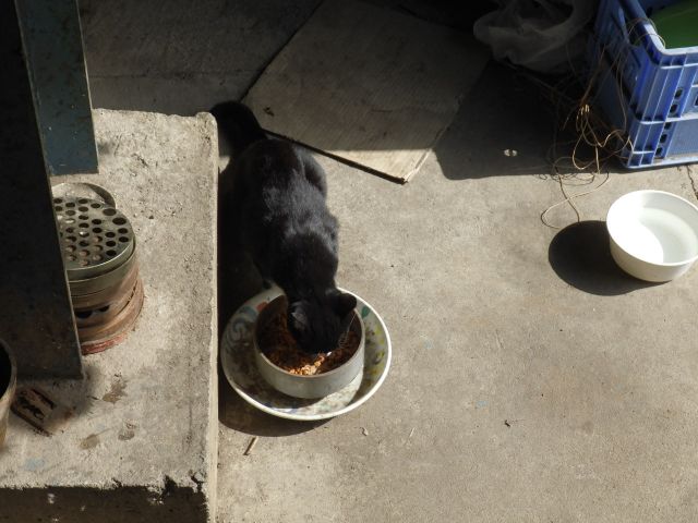 f:id:handpanshoman:20200929191532j:plain f:id:handpanshoman:20200929191532j:plain