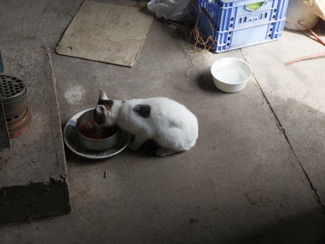 f:id:handpanshoman:20200929191555j:plain f:id:handpanshoman:20200929191555j:plain