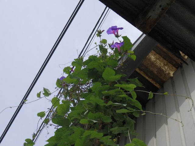 f:id:handpanshoman:20200929191710j:plain f:id:handpanshoman:20200929191710j:plain