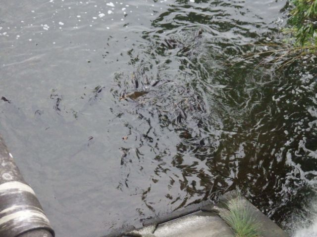 f:id:handpanshoman:20200929191753j:plain f:id:handpanshoman:20200929191753j:plain