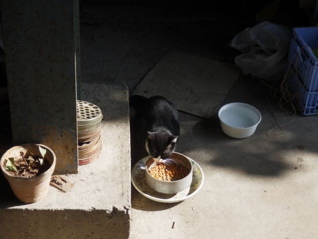 f:id:handpanshoman:20201002185109j:plain