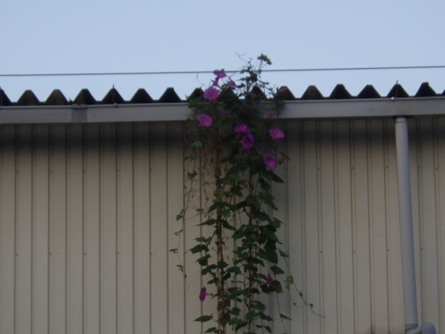 f:id:handpanshoman:20201002185444j:plain