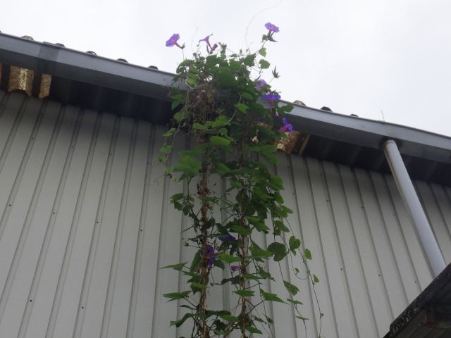f:id:handpanshoman:20201004193022j:plain