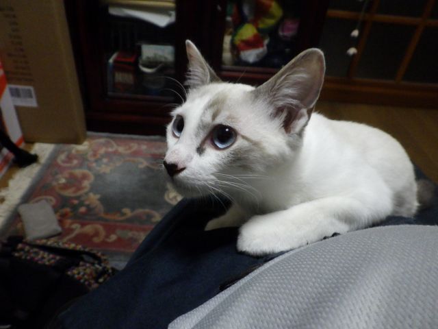 f:id:handpanshoman:20201005184141j:plain