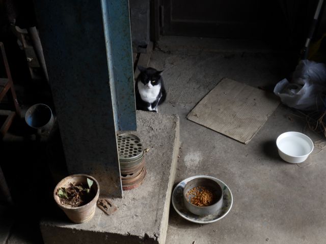 f:id:handpanshoman:20201006183139j:plain