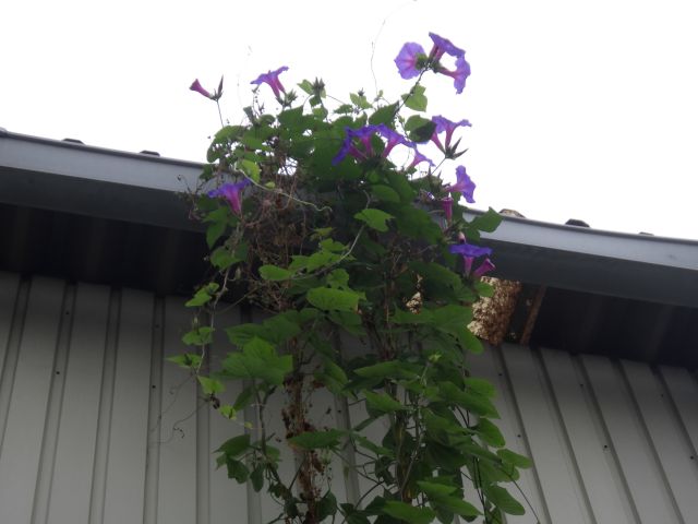 f:id:handpanshoman:20201006185753j:plain