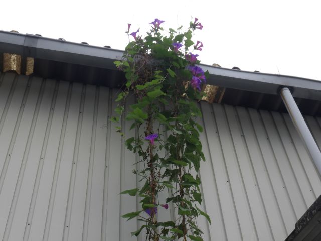 f:id:handpanshoman:20201007185530j:plain