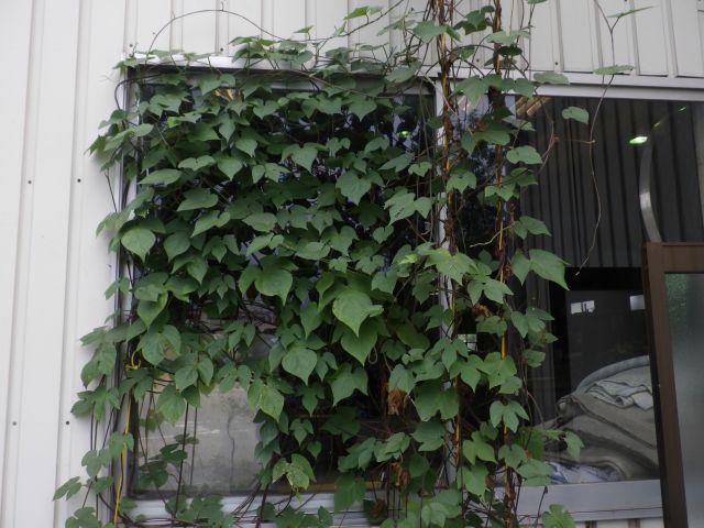 f:id:handpanshoman:20201007185628j:plain