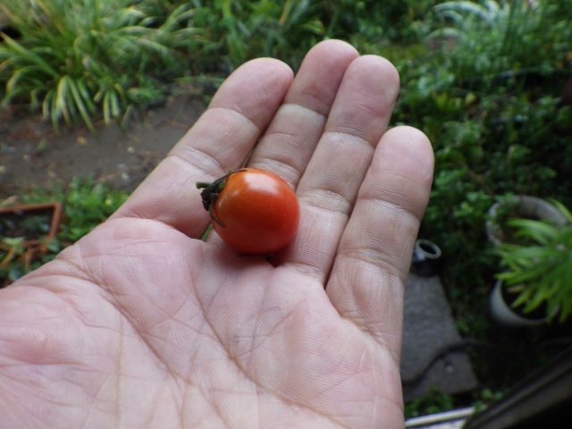 f:id:handpanshoman:20201008190958j:plain f:id:handpanshoman:20201008190958j:plain