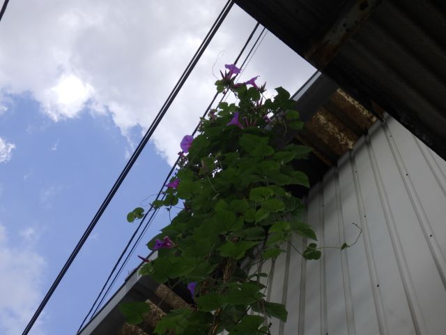 f:id:handpanshoman:20201013190845j:plain