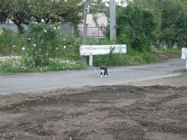 f:id:handpanshoman:20201013190932j:plain