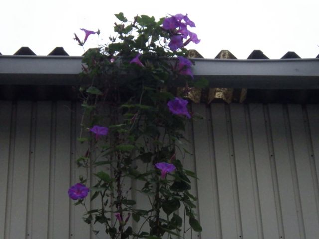 f:id:handpanshoman:20201014191441j:plain