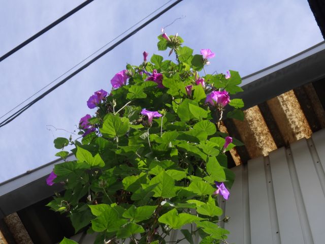 f:id:handpanshoman:20201021191145j:plain