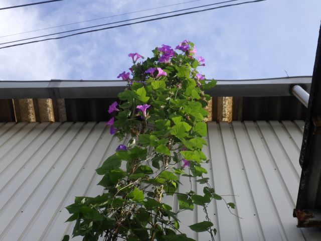 f:id:handpanshoman:20201027195906j:plain