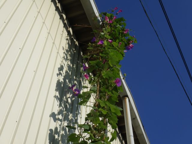 f:id:handpanshoman:20201029190638j:plain