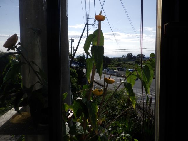 f:id:handpanshoman:20201030191018j:plain