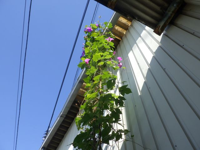 f:id:handpanshoman:20201030191115j:plain
