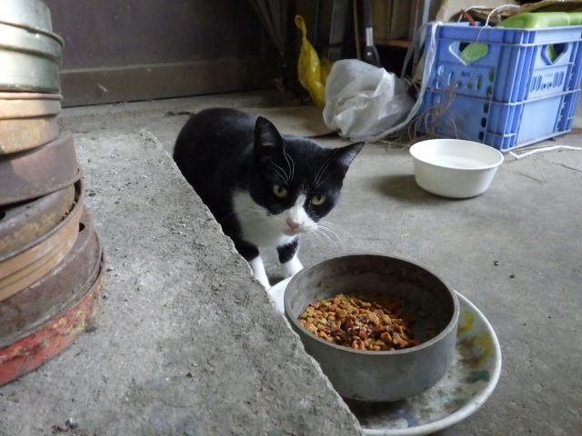 f:id:handpanshoman:20201030191505j:plain