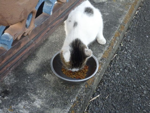 f:id:handpanshoman:20201105185802j:plain