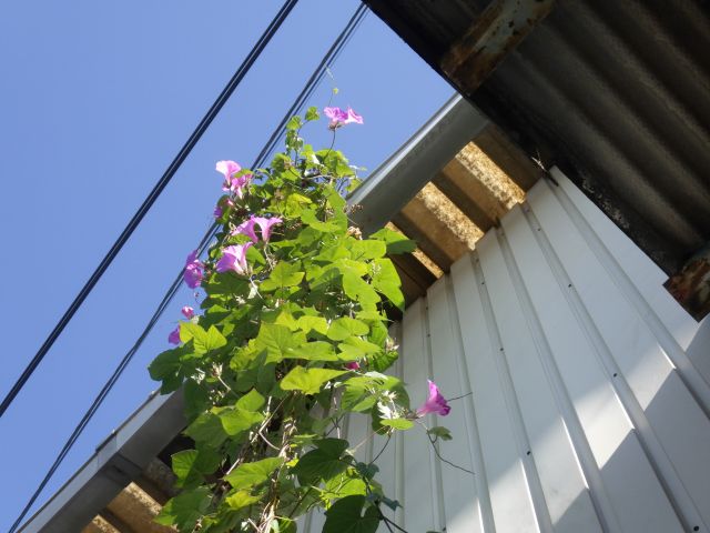 f:id:handpanshoman:20201105185907j:plain
