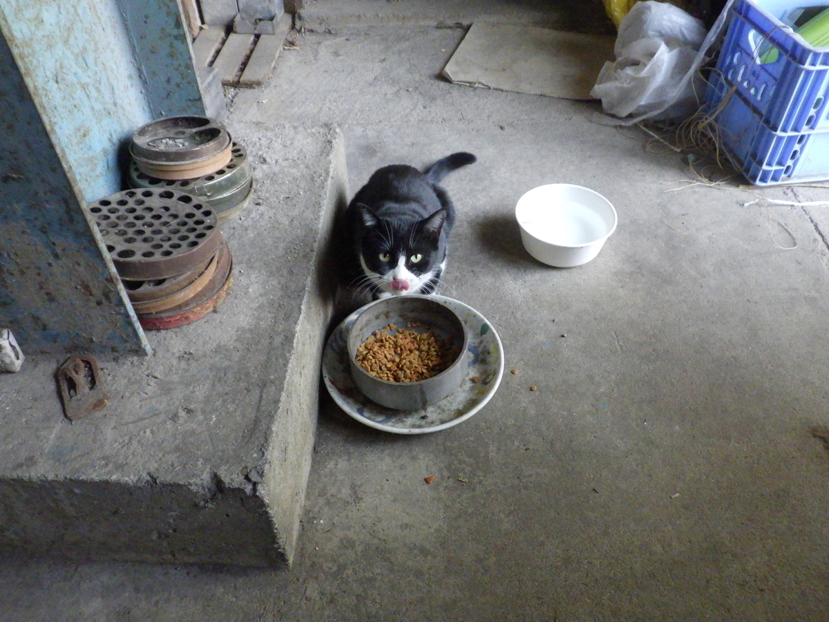 f:id:handpanshoman:20201108210859j:plain