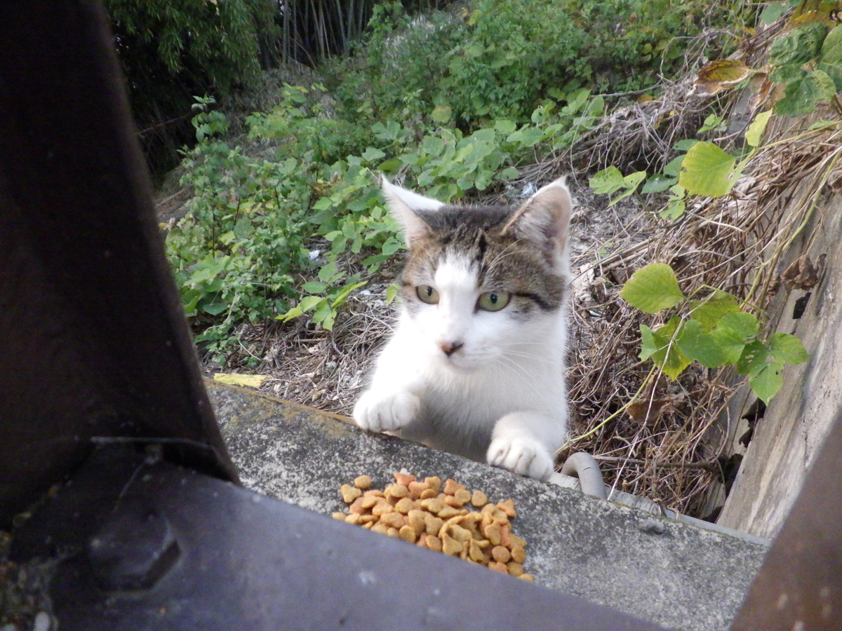 f:id:handpanshoman:20201108210944j:plain