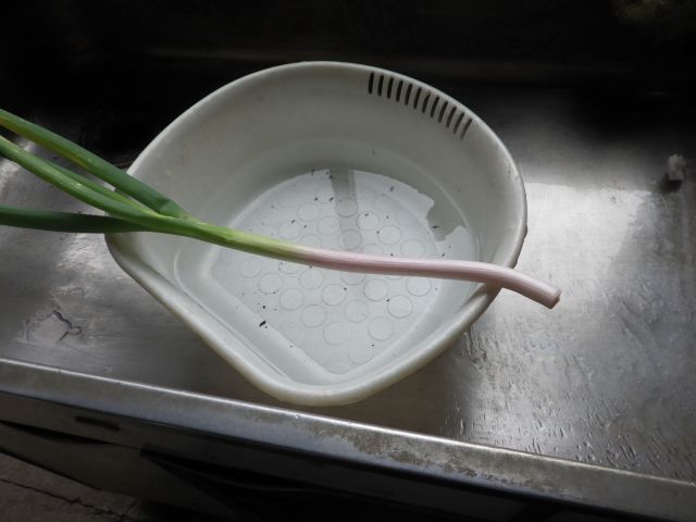 f:id:handpanshoman:20201205192649j:plain
