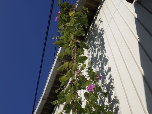f:id:handpanshoman:20201205193215j:plain