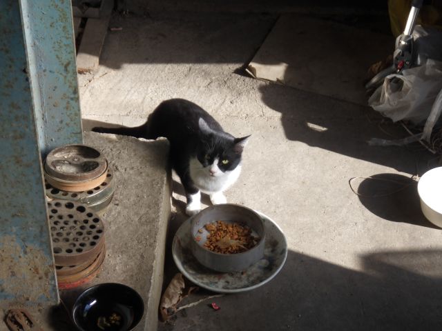 f:id:handpanshoman:20201206211355j:plain