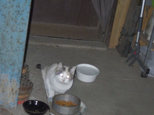 f:id:handpanshoman:20201208192940j:plain