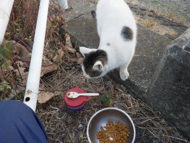 f:id:handpanshoman:20201210184856j:plain