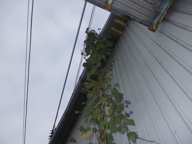 f:id:handpanshoman:20201210185021j:plain