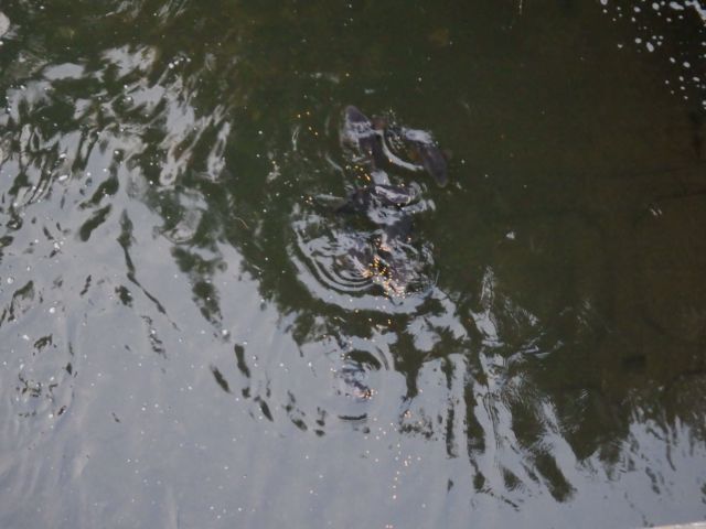 f:id:handpanshoman:20201211190027j:plain