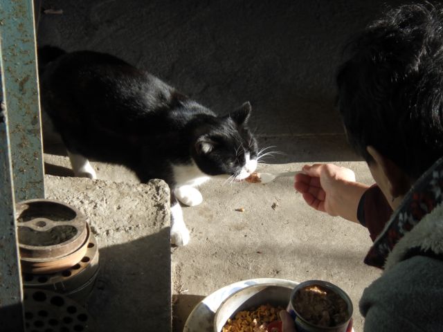 f:id:handpanshoman:20201212192859j:plain