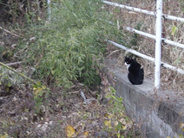 f:id:handpanshoman:20201213185703j:plain