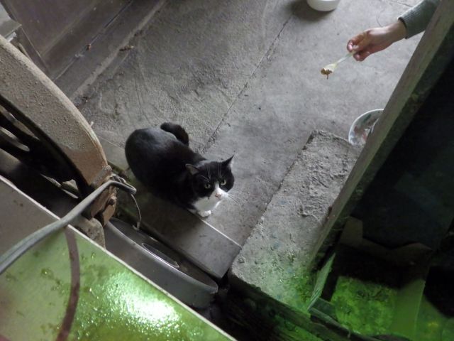 f:id:handpanshoman:20201214185842j:plain