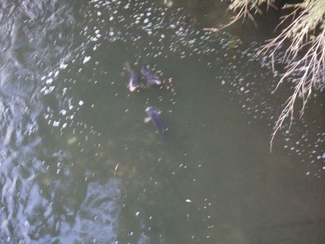 f:id:handpanshoman:20201214185902j:plain