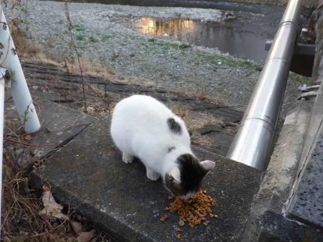 f:id:handpanshoman:20201214185930j:plain