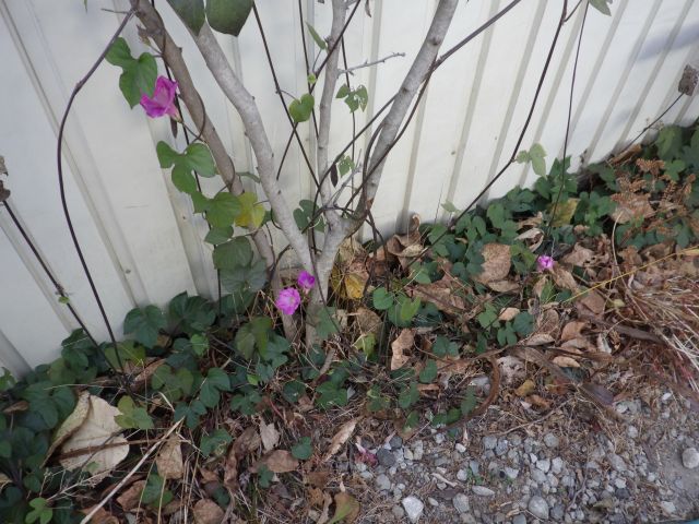 f:id:handpanshoman:20201214190028j:plain