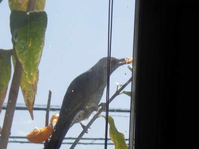 f:id:handpanshoman:20201217192121j:plain