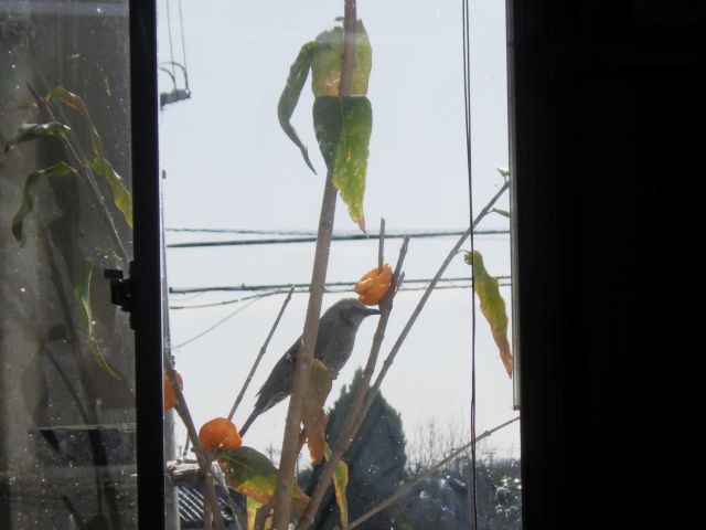f:id:handpanshoman:20201218191042j:plain