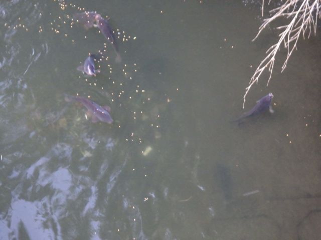 f:id:handpanshoman:20201219185057j:plain